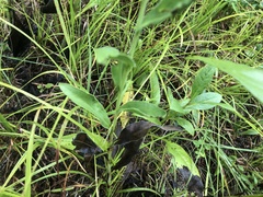 Solidago rigida glabrata