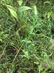 Solidago rigida glabrata