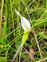 Peltandra sagittifolia