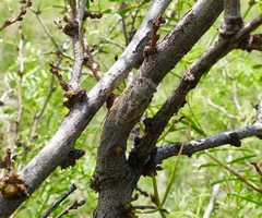 Diceroprocta eugraphica
