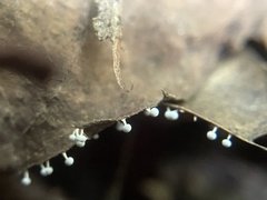 Didymium squamulosum