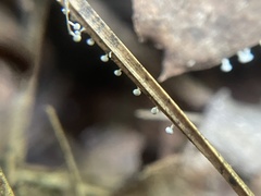 Didymium squamulosum