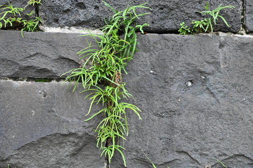 Pteris multifida iNat (1)