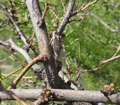 Diceroprocta eugraphica
