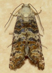 Retinia metallica