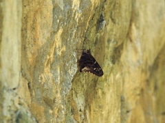 Codatractus bryaxis