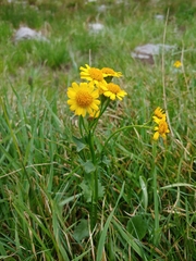 Packera dimorphophylla