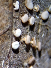 Diderma hemisphaericum