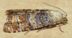 Retinia metallica