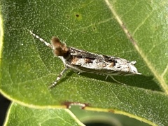 Prionapteryx achatina