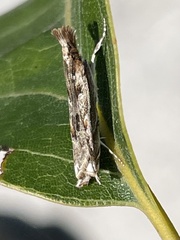 Prionapteryx achatina
