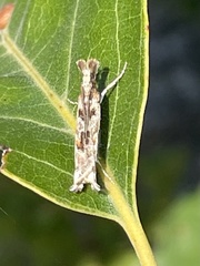 Prionapteryx achatina