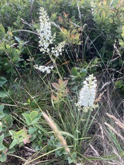 Stenanthium leimanthoides