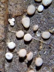 Diderma hemisphaericum