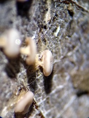 Diderma hemisphaericum