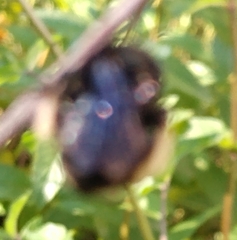 Bombus