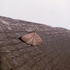 Zanclognatha obscuripennis