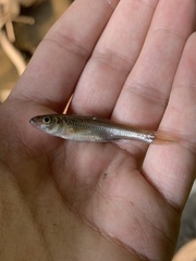 Notropis dorsalis