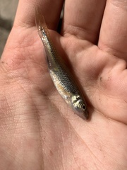 Notropis dorsalis