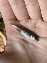 Notropis dorsalis