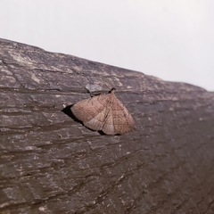 Zanclognatha obscuripennis