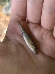 Notropis dorsalis