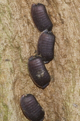 Parellipsidion latipenne