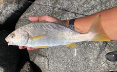 Umbrina roncador