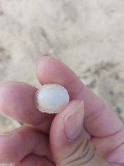 Pilosabia trigona