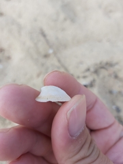 Pilosabia trigona