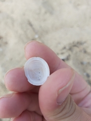 Pilosabia trigona