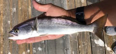 Atractoscion nobilis