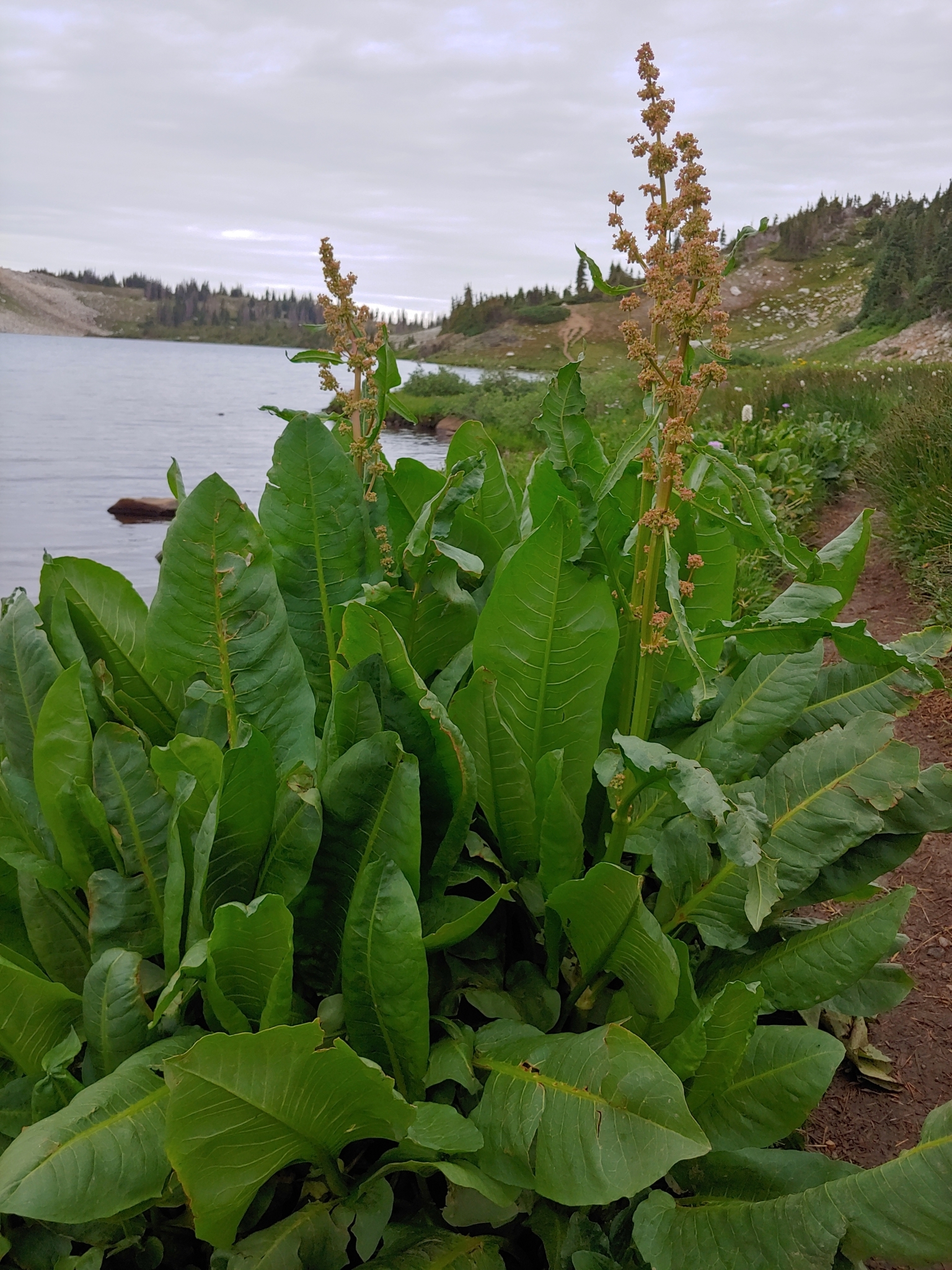 Rumex densiflorus