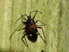 Eustictus