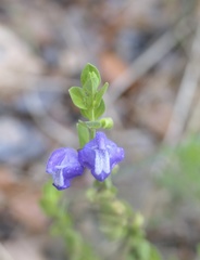 Scutellaria wrightii