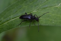 Grammoptera subargentata