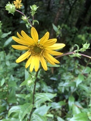 Silphium asteriscus latifolium