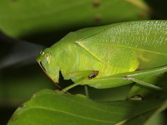 Holochlora nigrotympana