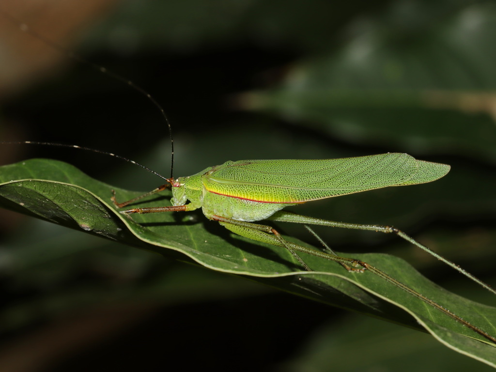 Paraducetia