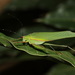 Paraducetia cruciata - Photo (c) ian_dugdale, μερικά δικαιώματα διατηρούνται (CC BY)