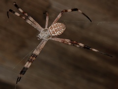 Argiope katherina