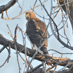 Accipiter cooperii