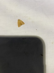 Glaphyria sesquistrialis