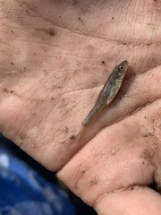 Notropis dorsalis