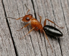 Opisthopsis