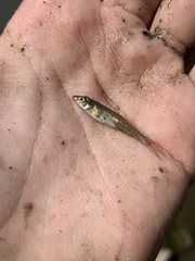 Notropis dorsalis
