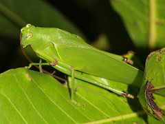 Holochlora nigrotympana