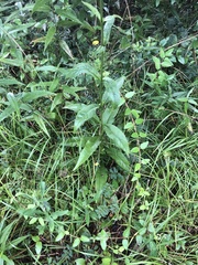 Silphium asteriscus latifolium