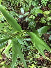 Silphium asteriscus latifolium