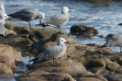 Leucophaeus modestus